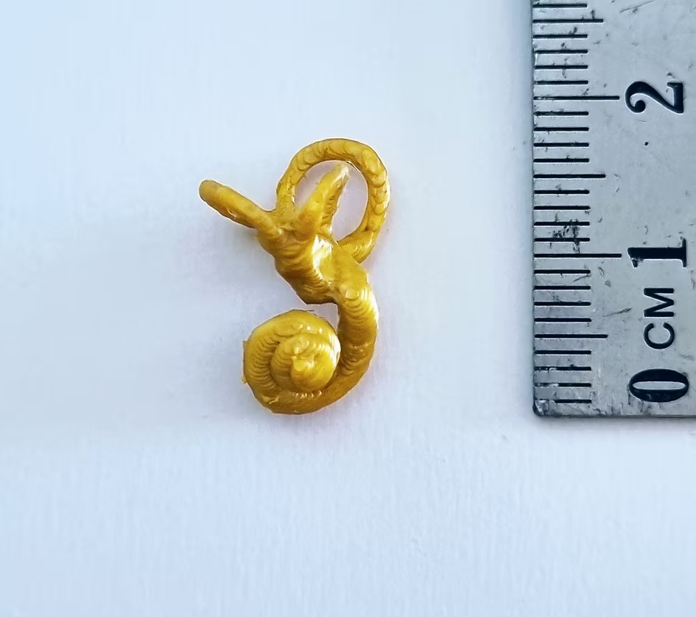 Inner Ear Model Actual Size (Left)