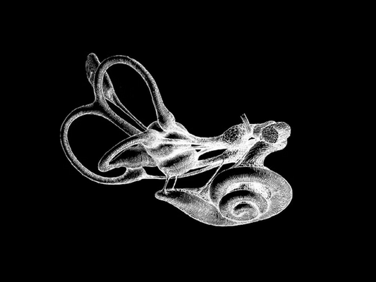 Great insights on the inner ear